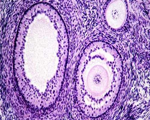 试管做地贫检查多少钱？试管婴儿可以筛查地贫吗？